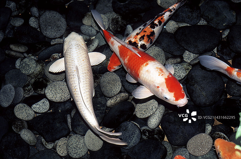 池塘中的锦鲤图片素材