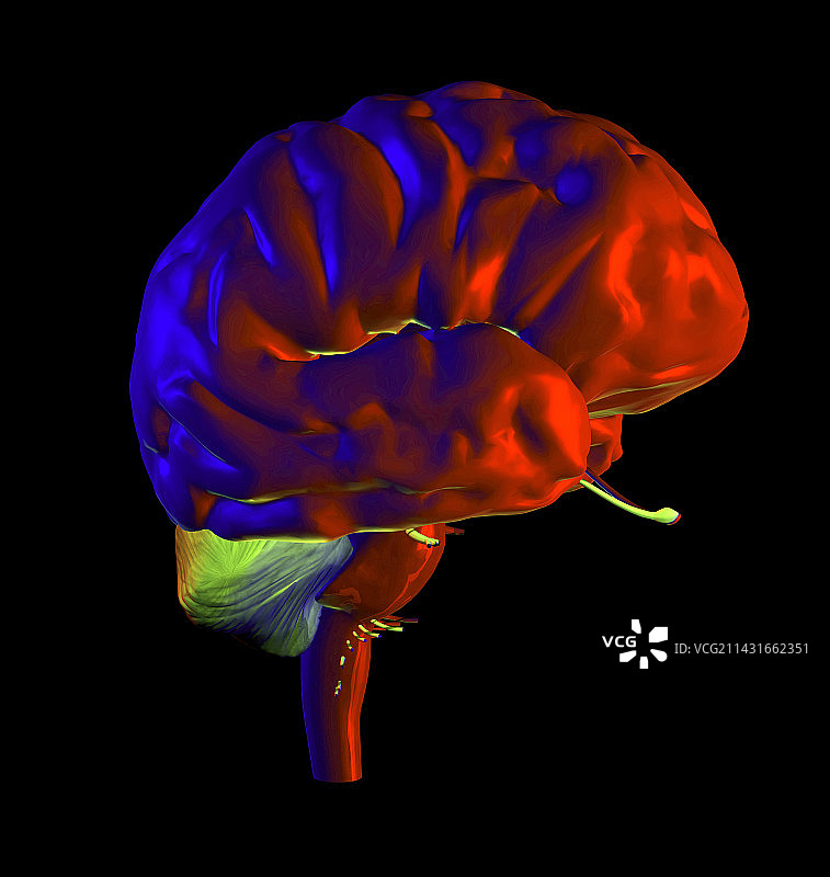 大脑解剖图片素材