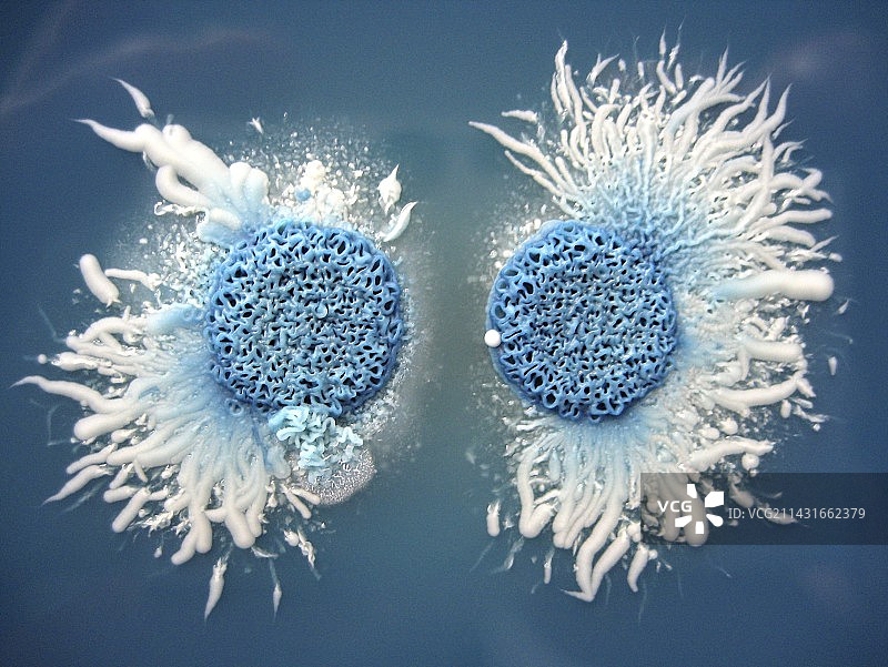 假丝酵母菌碱化培养图片素材