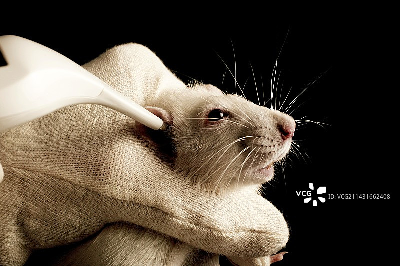 老鼠正在测量体温图片素材