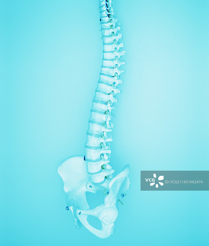 人类脊柱图片素材