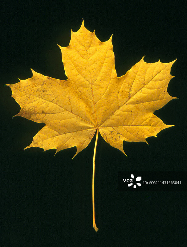 秋色：枫叶图片素材