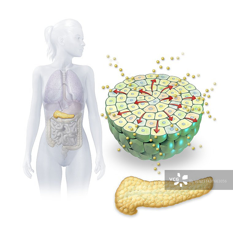 胰岛素生产插画图片素材
