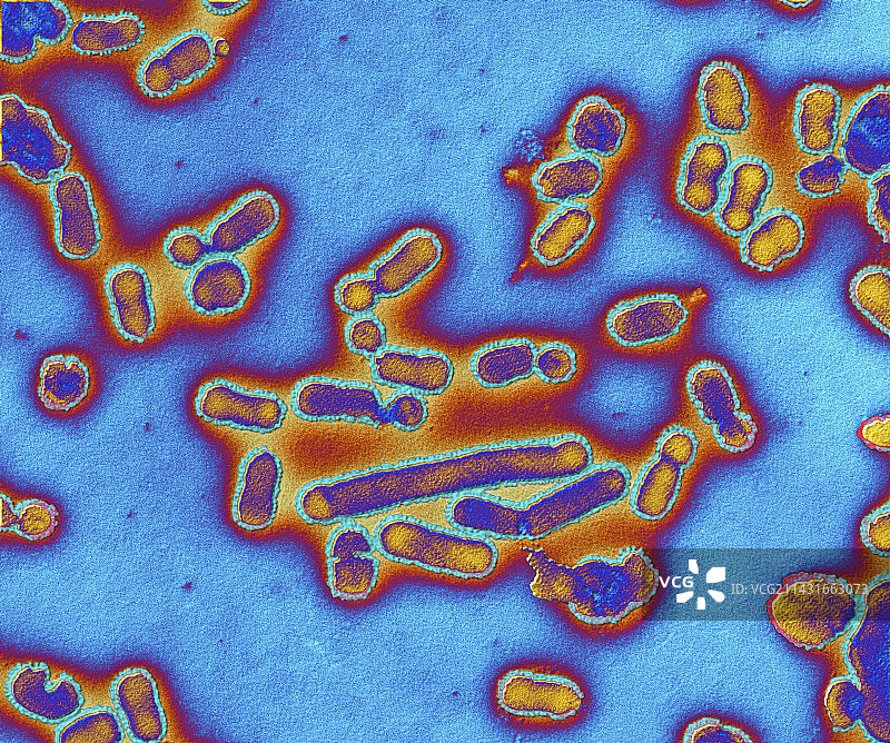 流感病毒，TEM图片素材
