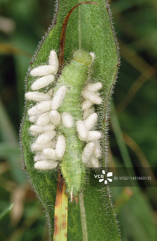 毛毛虫上的寄生蜂幼虫图片素材