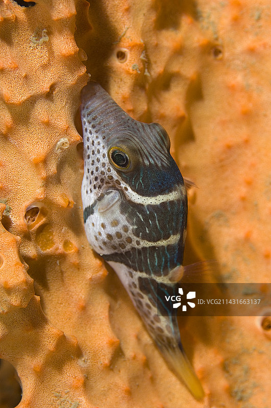 鞍状河豚鱼图片素材