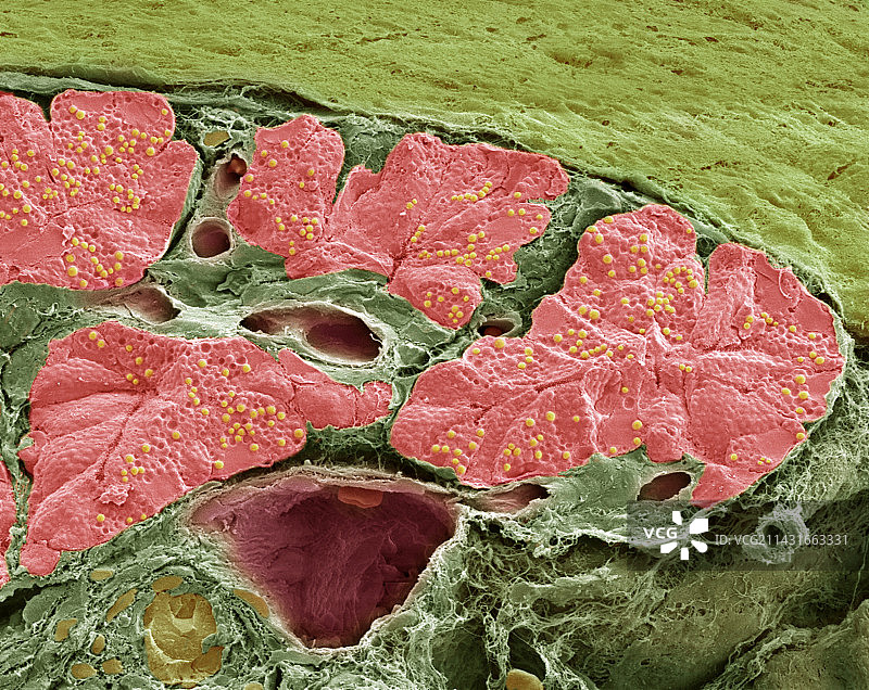 胰腺组织图片素材