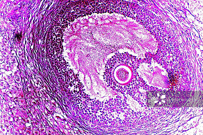 卵泡显微照片图片素材