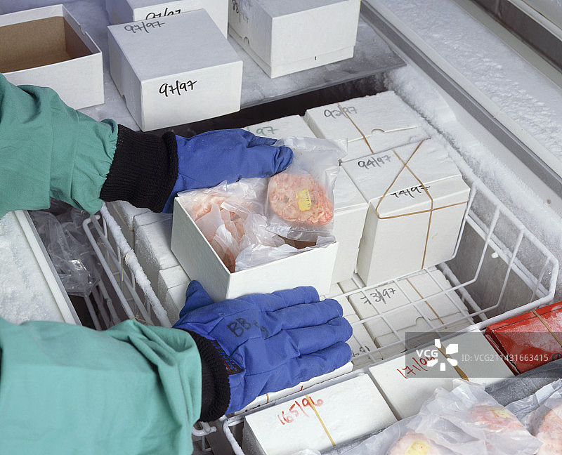 戴手套的手处理冷冻脑切片图片素材