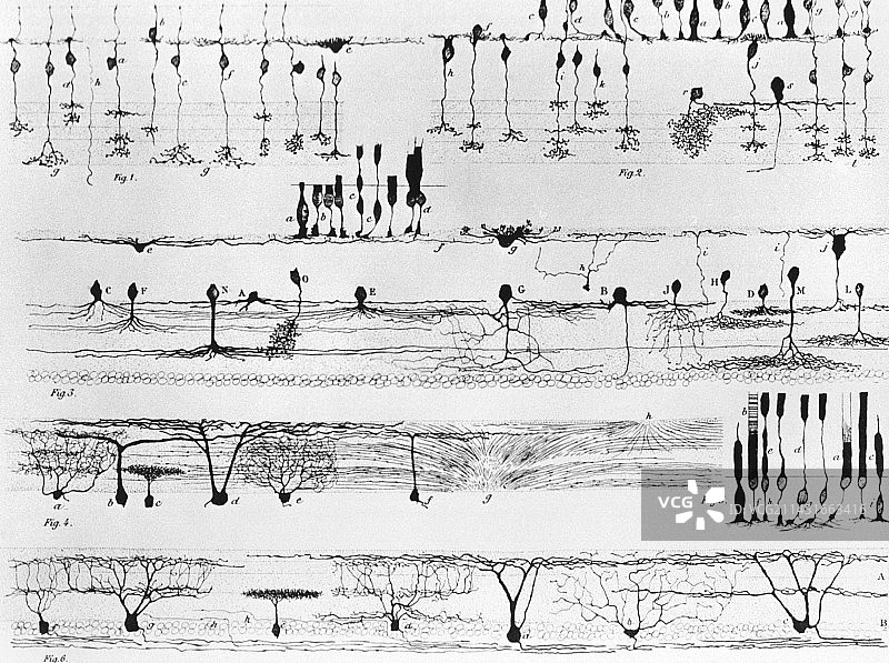 1894年视网膜的神经结构图图片素材