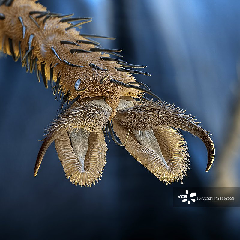 家蝇足部扫描电镜图图片素材