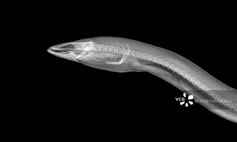 鳗鱼X光片图片素材