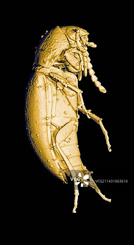 史前甲虫的3D CT扫描图片素材