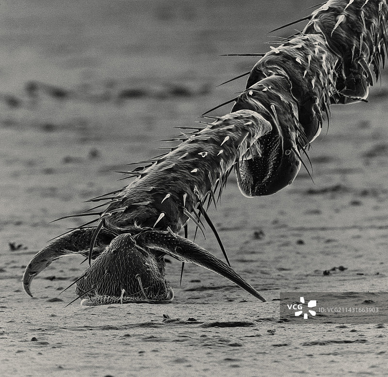 美洲蟑螂足部的扫描电子显微镜照片图片素材
