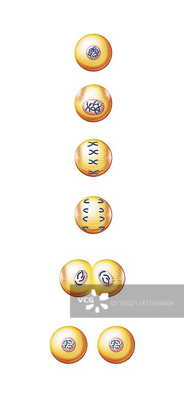 细胞分裂艺术作品图片素材