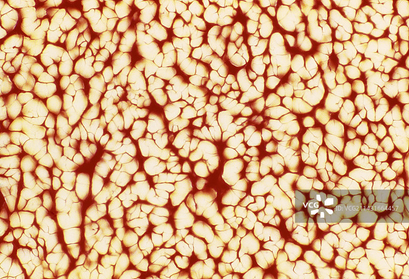 人肌腱横截面显微镜图图片素材