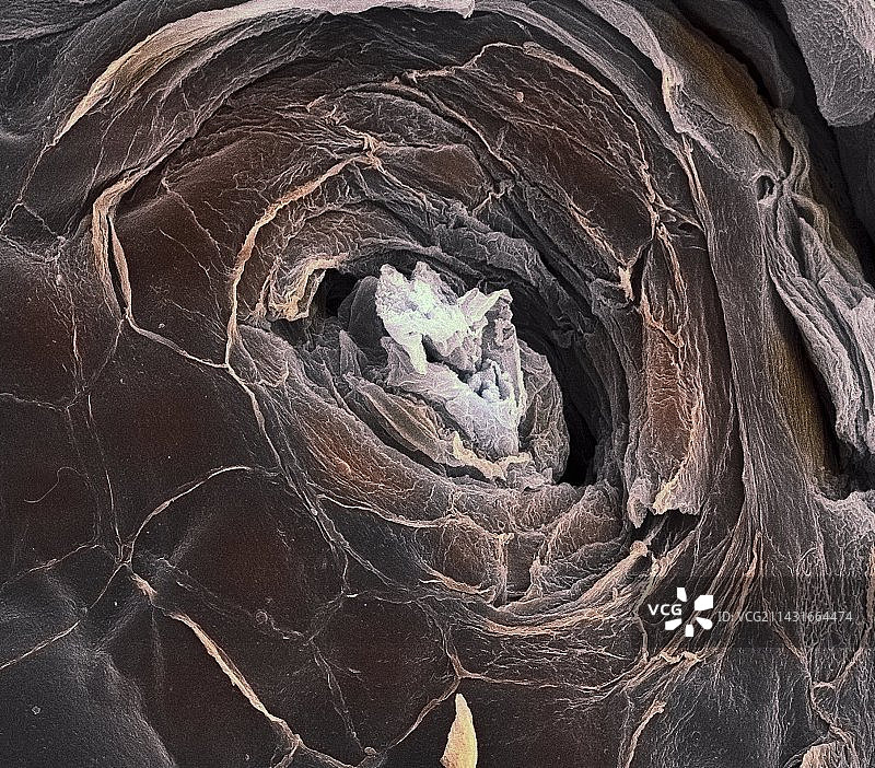 汗孔扫描电镜图图片素材