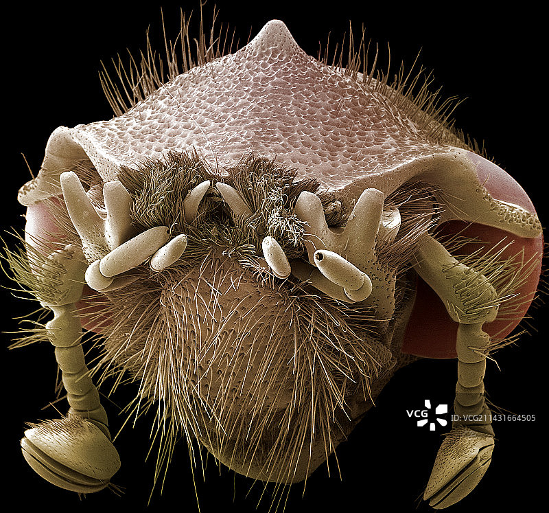 雌性大力神甲虫头部扫描电镜图图片素材