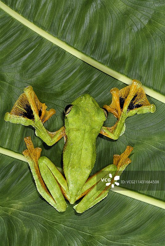 华莱士飞蛙图片素材