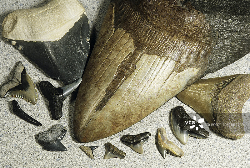 鲨鱼牙齿化石图片素材