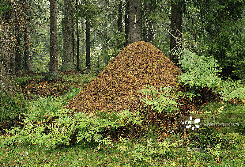 蚁丘图片素材