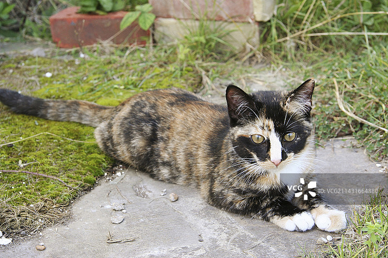 玳瑁小猫图片素材