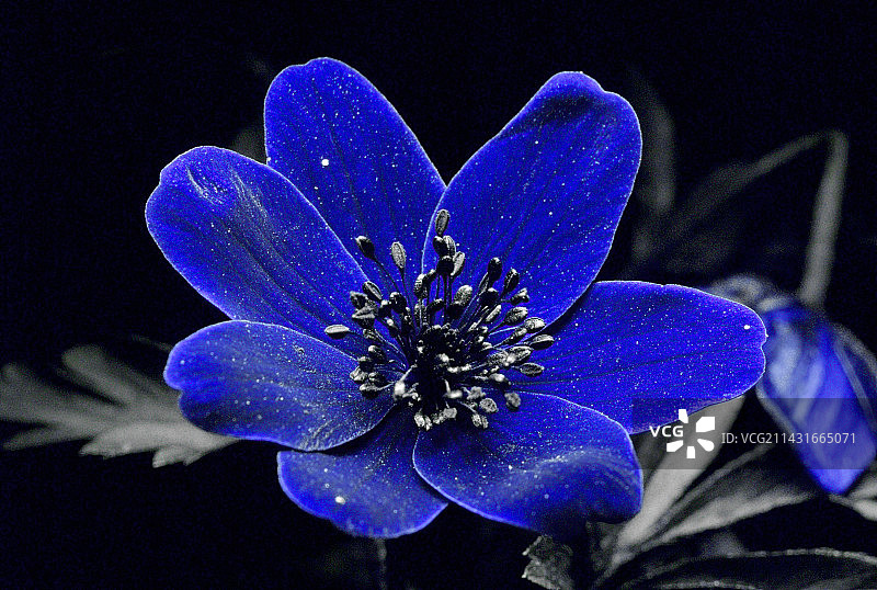 紫外光下的银莲花图片素材