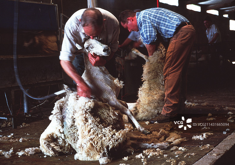 剪羊毛图片素材