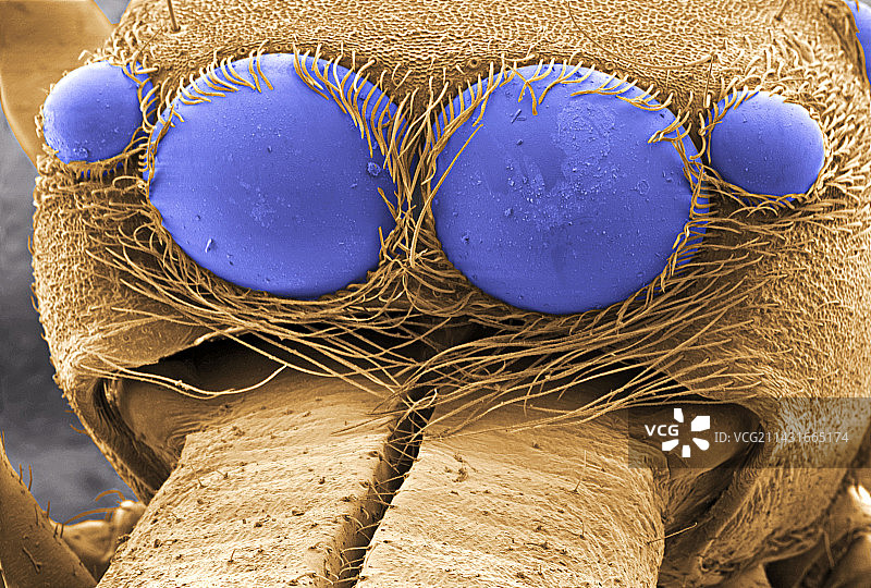 蜘蛛的眼睛图片素材