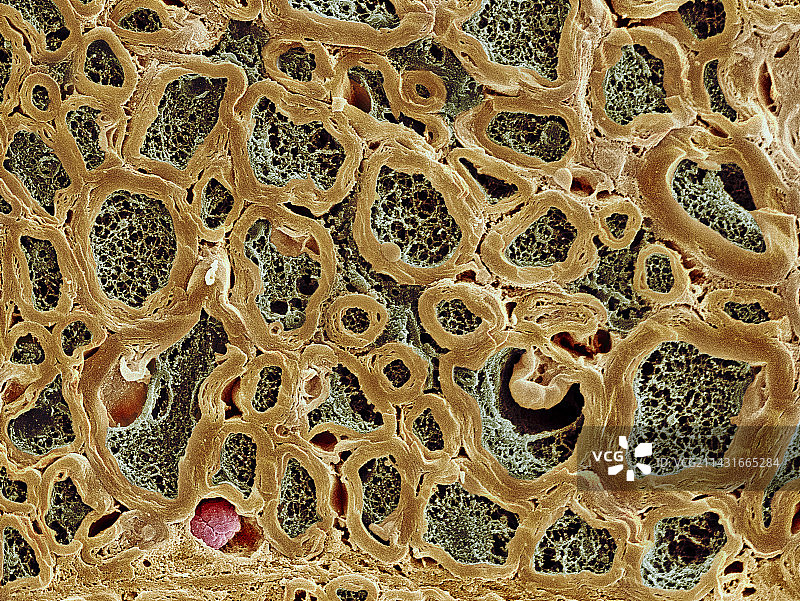 周围神经，扫描电镜图像图片素材