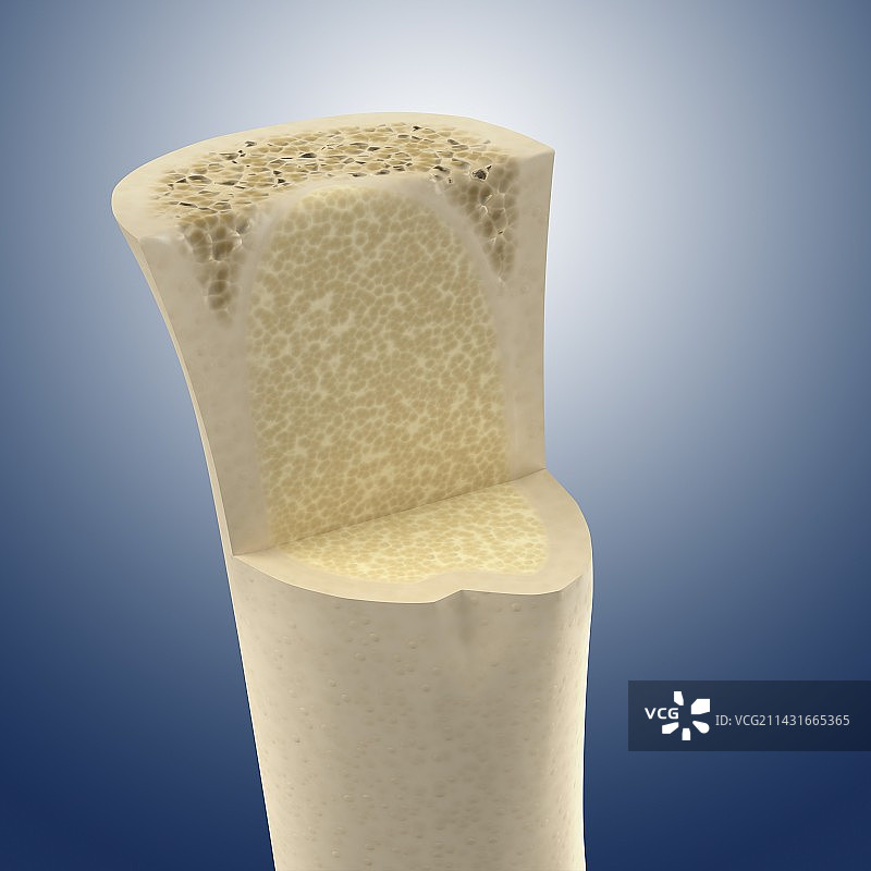 长骨骼内部艺术作品图片素材