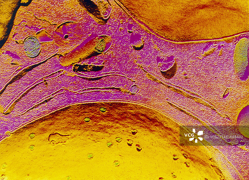 细胞核扫描电镜图图片素材