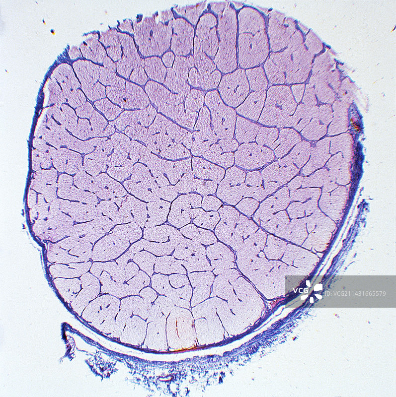视神经图片素材