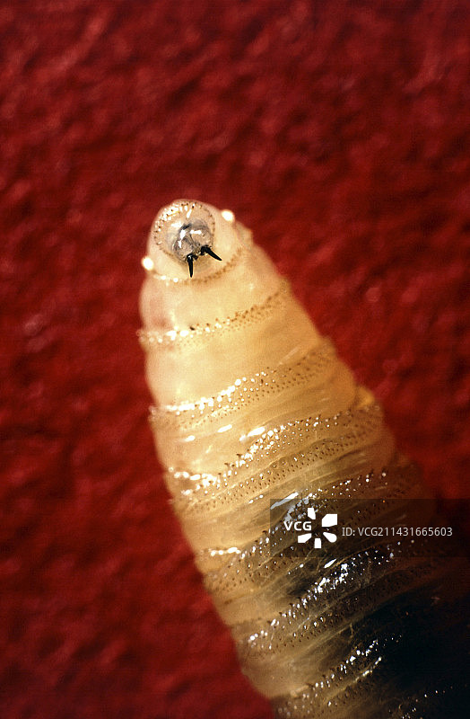 螺旋蛆图片素材