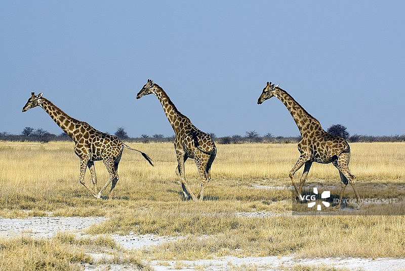 奔跑中的长颈鹿图片素材