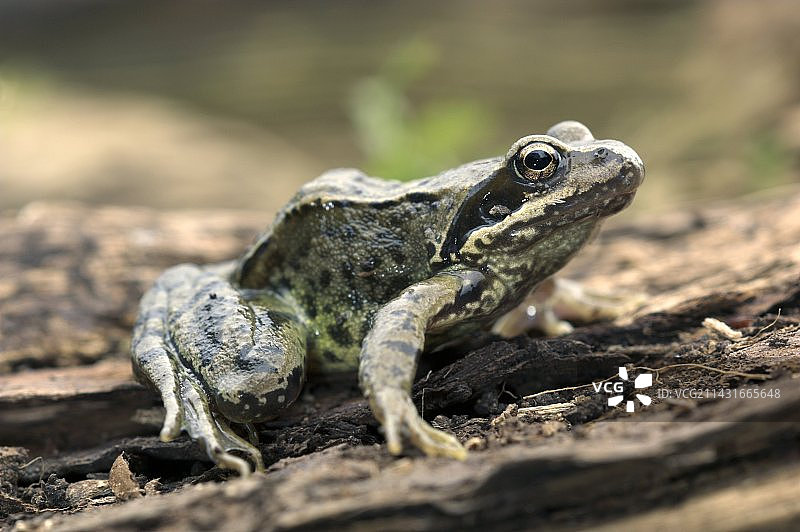 幼年普通青蛙图片素材
