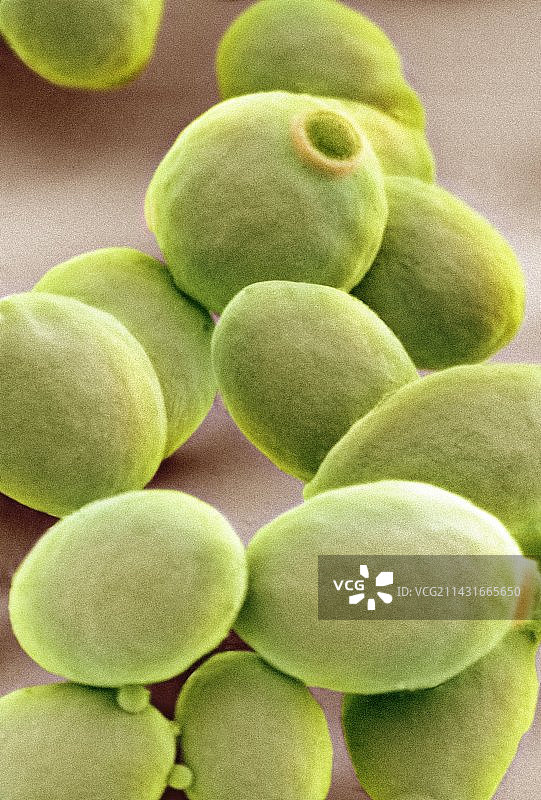 酵母细胞扫描电镜图图片素材