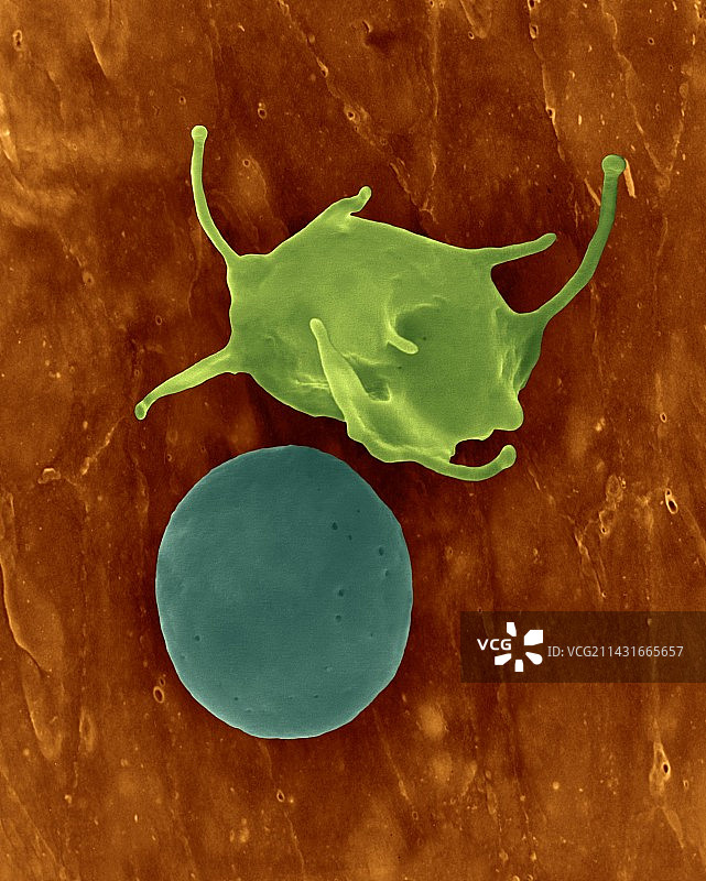 激活和未激活的血小板扫描电镜图图片素材