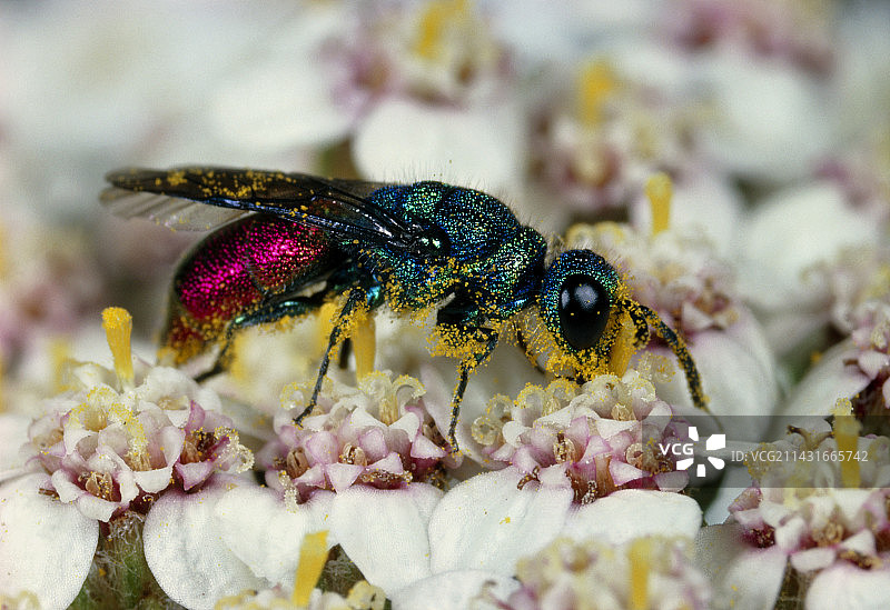 黄蜂为蓍草花授粉图片素材