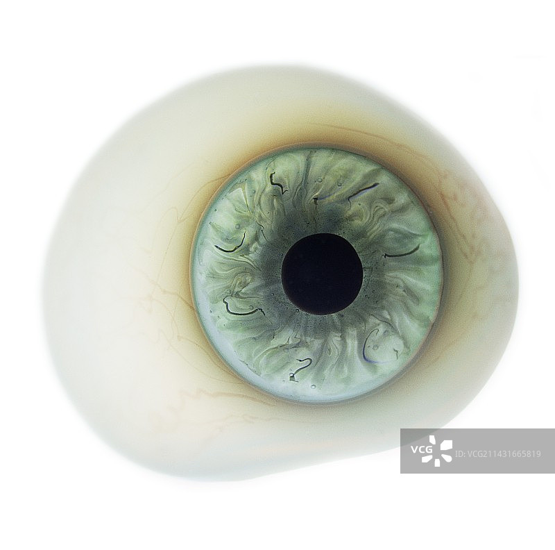 假眼睛图片素材