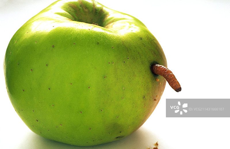 从苹果中钻出的蛆图片素材