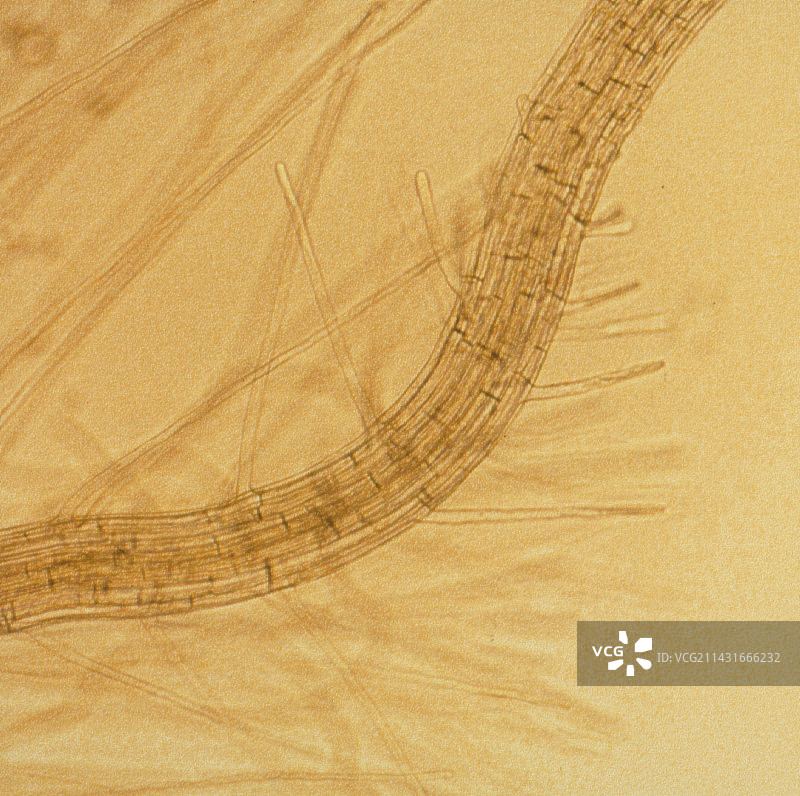 豆瓣菜根与根毛图片素材