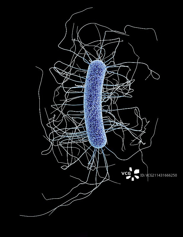 艰难梭菌图片素材