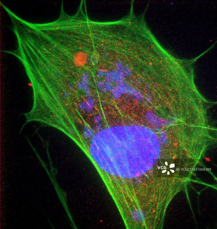 牛痘病毒感染细胞图片素材