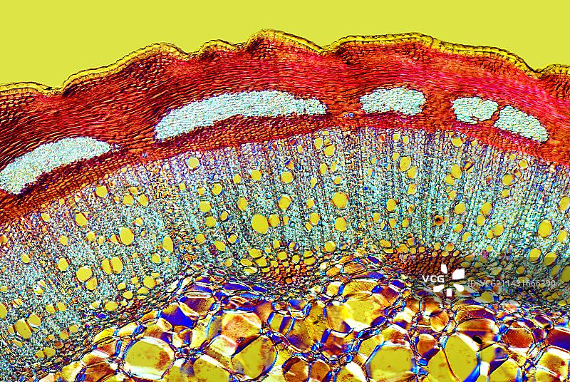 狗蔷薇茎，光学显微照片图片素材