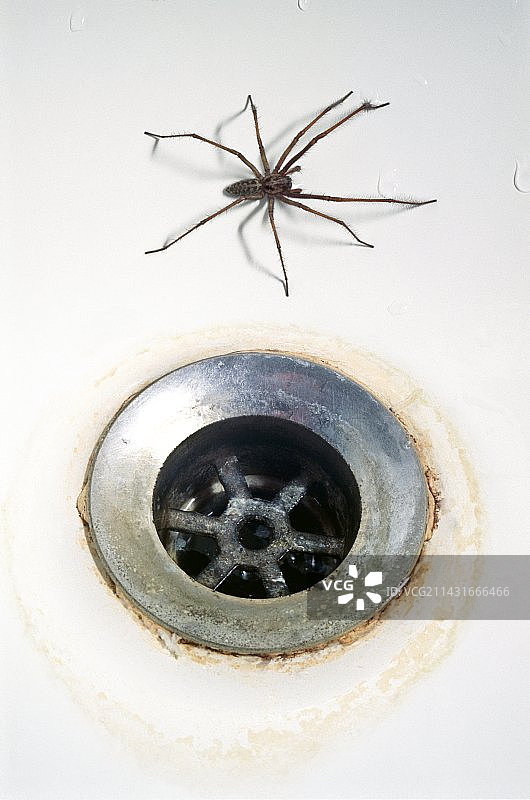 浴缸里的蜘蛛图片素材