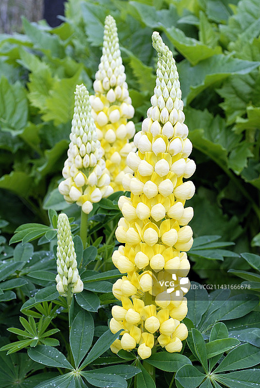 羽扇豆（沙漠太阳）图片素材