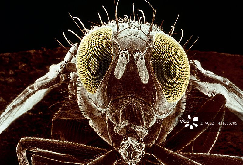 地中海实蝇图片素材