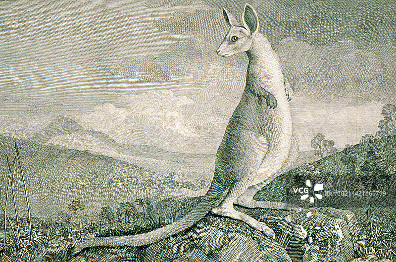 1777 袋鼠雕刻图片素材