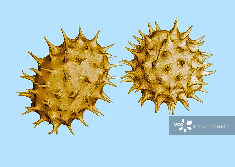 向日葵花粉扫描电镜图图片素材